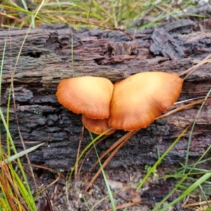 Gymnopilus sp. at Bungonia National Park - 15 Jun 2024