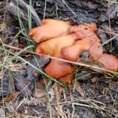 Gymnopilus sp. at Bungonia National Park - 15 Jun 2024