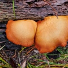 Gymnopilus sp. at Bungonia National Park - 15 Jun 2024 12:16 PM