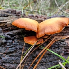 Gymnopilus sp. at Bungonia National Park - 15 Jun 2024