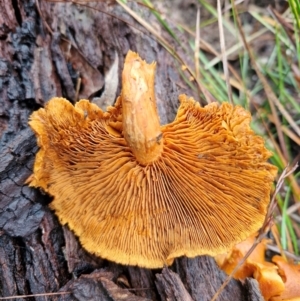 Gymnopilus sp. at Bungonia National Park - 15 Jun 2024 12:16 PM