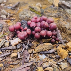 Mycena clarkeana at suppressed - suppressed