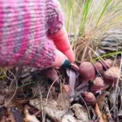 Mycena clarkeana at suppressed - suppressed