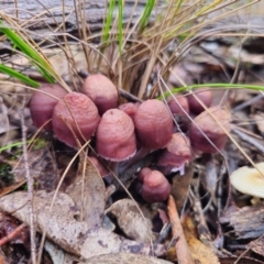 Mycena clarkeana at suppressed - suppressed