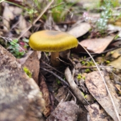 Cortinarius austrovenetus at QPRC LGA - 15 Jun 2024 by Csteele4