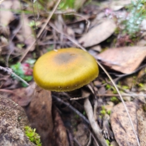 Cortinarius austrovenetus at QPRC LGA - 15 Jun 2024