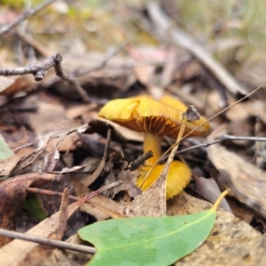 Cortinarius austrovenetus at QPRC LGA - 15 Jun 2024