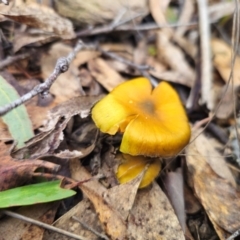 Cortinarius austrovenetus at QPRC LGA - 15 Jun 2024