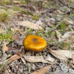 Cortinarius austrovenetus at QPRC LGA - 15 Jun 2024