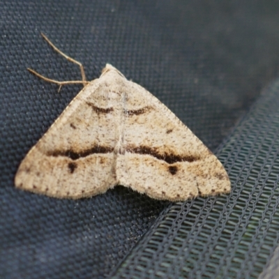 Parosteodes fictiliaria (Dodonaea Moth) at Alpine National Park - 26 Mar 2022 by MB