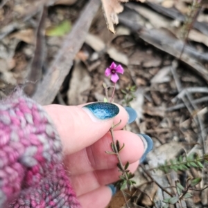 Tetratheca bauerifolia at QPRC LGA - 15 Jun 2024