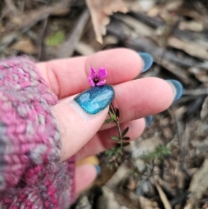 Tetratheca bauerifolia at QPRC LGA - 15 Jun 2024