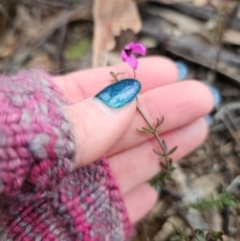 Tetratheca bauerifolia at QPRC LGA - 15 Jun 2024