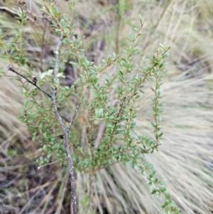 Bursaria spinosa subsp. lasiophylla at Jerangle, NSW - 10 Jun 2024