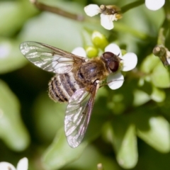 Villa sp. (genus) (Unidentified Villa bee fly) at Uriarra Recreation Reserve - 17 Nov 2023 by KorinneM