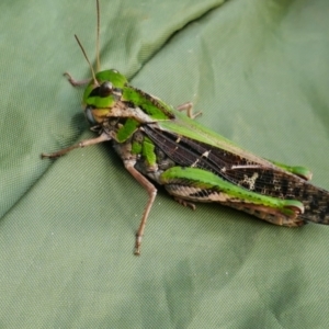 Gastrimargus musicus at Snowy River National Park - 28 Mar 2022 04:28 PM