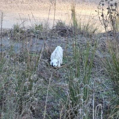 Capra hircus (Wild Goat) at Jerangle, NSW - 10 Jun 2024 by Csteele4