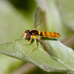 Sphaerophoria macrogaster (Hover Fly) at Strathnairn, ACT - 17 Nov 2023 by KorinneM