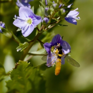 Sphaerophoria macrogaster at Uriarra Recreation Reserve - 17 Nov 2023