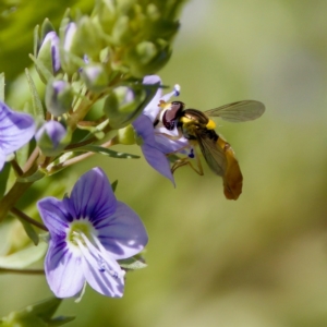 Sphaerophoria macrogaster at Uriarra Recreation Reserve - 17 Nov 2023