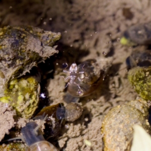 Microvelia sp. (genus) at Uriarra Recreation Reserve - 17 Nov 2023