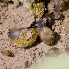 Physa acuta (European physa, Left-handed pondsnail) at Uriarra Recreation Reserve - 17 Nov 2023 by KorinneM