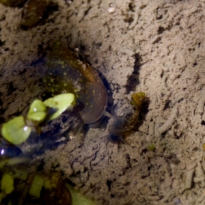 Physa acuta at Uriarra Recreation Reserve - 17 Nov 2023