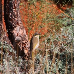 Gavicalis virescens at Port Augusta West, SA - 13 Jun 2019 11:12 AM