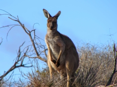 Macropus fuliginosus (Western grey kangaroo) at Port Augusta West, SA - 13 Jun 2019 by MB