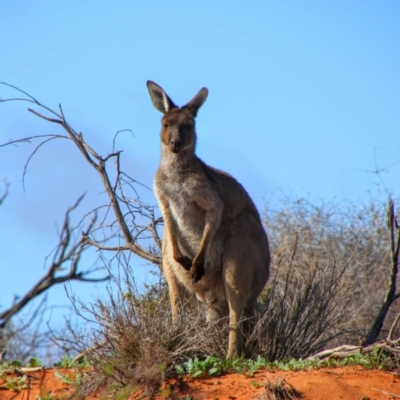 Macropus fuliginosus (Western grey kangaroo) at Port Augusta West, SA - 13 Jun 2019 by MB
