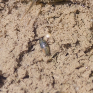 Podocopida (Order) at Uriarra Recreation Reserve - 17 Nov 2023