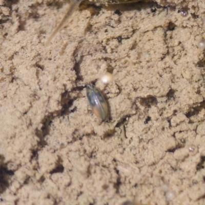 Podocopida (Order) (An ostracod) at Uriarra Recreation Reserve - 17 Nov 2023 by KorinneM