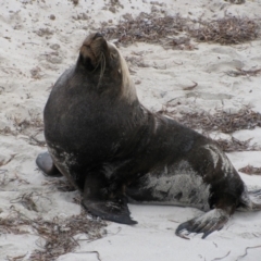 Neophoca cinerea (Australian sea-lion) at Esperance, WA - 1 Sep 2010 by MB