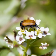 Phyllotocus rufipennis (Nectar scarab) at Strathnairn, ACT - 17 Nov 2023 by KorinneM