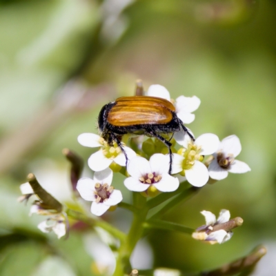 Phyllotocus rufipennis (Nectar scarab) at Uriarra Recreation Reserve - 17 Nov 2023 by KorinneM