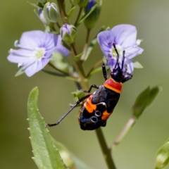 Dindymus versicolor (Harlequin Bug) at Uriarra Recreation Reserve - 17 Nov 2023 by KorinneM