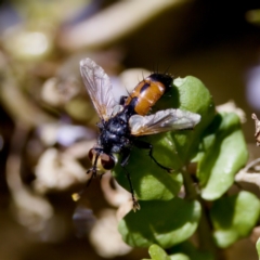 Cylindromyia sp. (genus) (Bristle fly) at Uriarra Recreation Reserve - 17 Nov 2023 by KorinneM