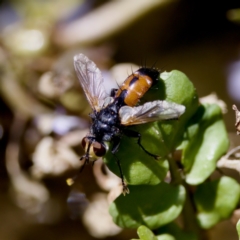 Cylindromyia sp. (genus) (Bristle fly) at Strathnairn, ACT - 17 Nov 2023 by KorinneM