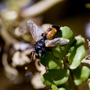 Cylindromyia sp. (genus) at Uriarra Recreation Reserve - 17 Nov 2023