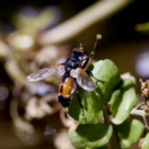 Cylindromyia sp. (genus) at Uriarra Recreation Reserve - 17 Nov 2023