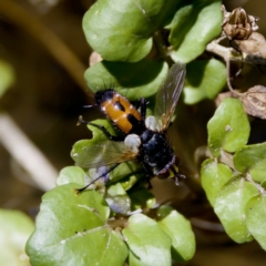 Cylindromyia sp. (genus) at Uriarra Recreation Reserve - 17 Nov 2023