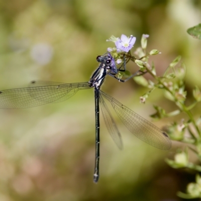 Austroargiolestes icteromelas (Common Flatwing) at Strathnairn, ACT - 17 Nov 2023 by KorinneM