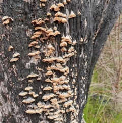 Xylobolus illudens (Purplish Stereum) at Rendezvous Creek, ACT - 15 Jun 2024 by jmcleod