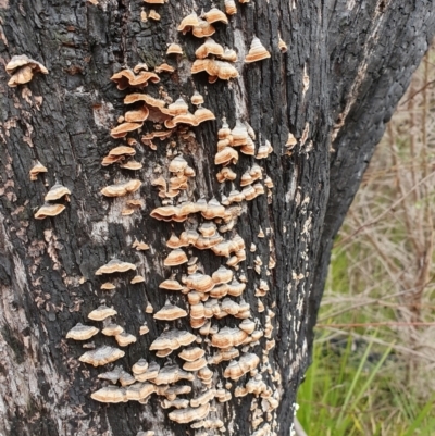 Xylobolus illudens (Purplish Stereum) at Namadgi National Park - 15 Jun 2024 by jmcleod