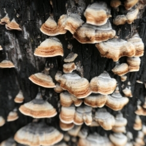 Xylobolus illudens at Namadgi National Park - 15 Jun 2024