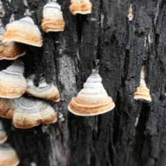 Xylobolus illudens at Namadgi National Park - 15 Jun 2024