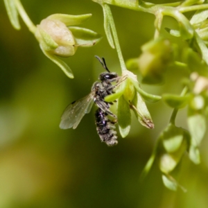 Leioproctus (Leioproctus) launcestonensis at Uriarra Recreation Reserve - 17 Nov 2023