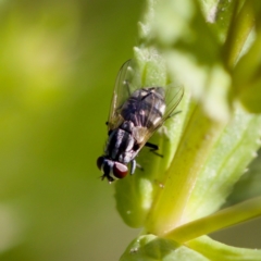 Musca vetustissima (Bush Fly) at Strathnairn, ACT - 17 Nov 2023 by KorinneM