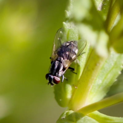 Musca vetustissima (Bush Fly) at Uriarra Recreation Reserve - 17 Nov 2023 by KorinneM