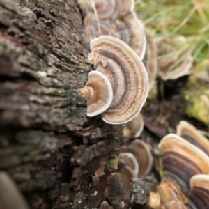 Trametes versicolor at Namadgi National Park - 15 Jun 2024